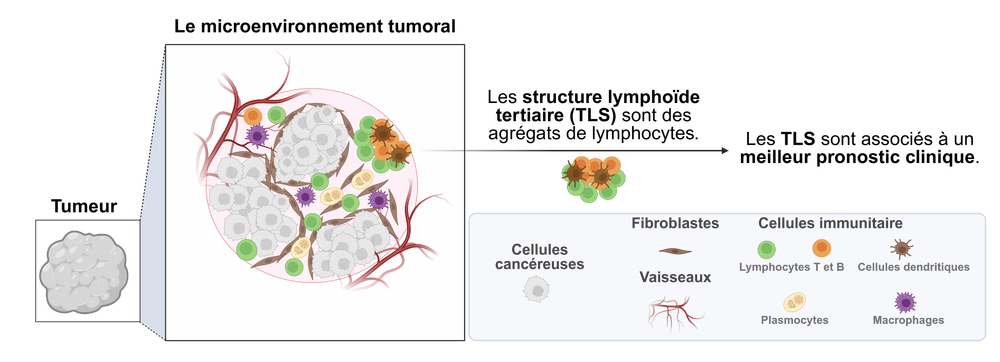 Schéma du microenvironnement tumoral et des cellules qui le composent, légendé en français.